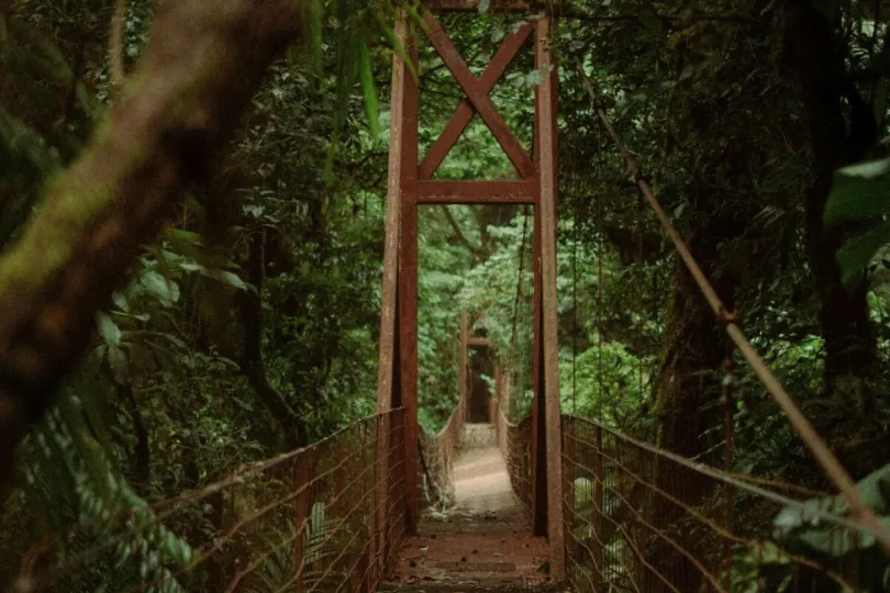 Hängebrücke in einem dichten Wald.