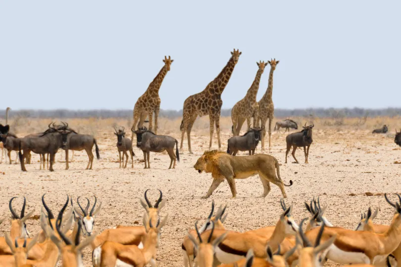 Tiere in Afrika.