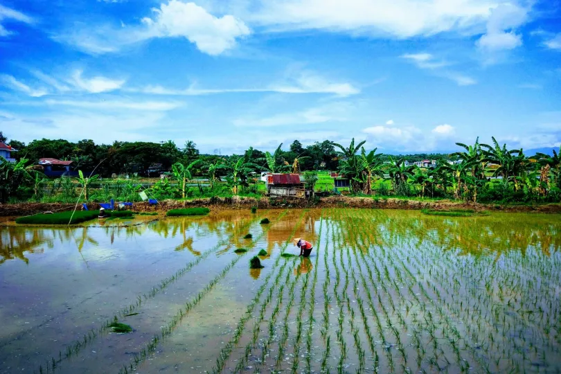 Indonesiche Bäuering inmitten des Wassers im Reisfeld.