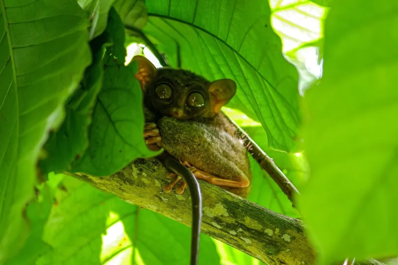 kleiner Tarsier Affe zwischen großen Blättern.