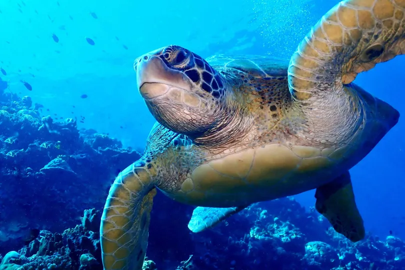 Meeresschildkröte schwimmt über Korallenriff.