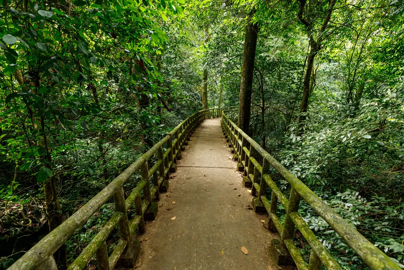 Blätter und Bäume im Dschungel des Cuc Phuong Nationalpark, Vietnam.