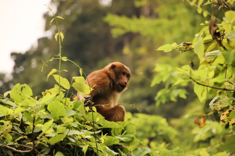 Ein Affe auf dem Baum im Cuc Phuong Nationalpark, Vietnam.