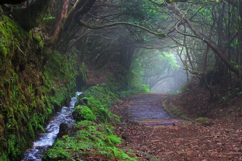 Einen ruhigen Waldweg mit einem kleinem Bach.