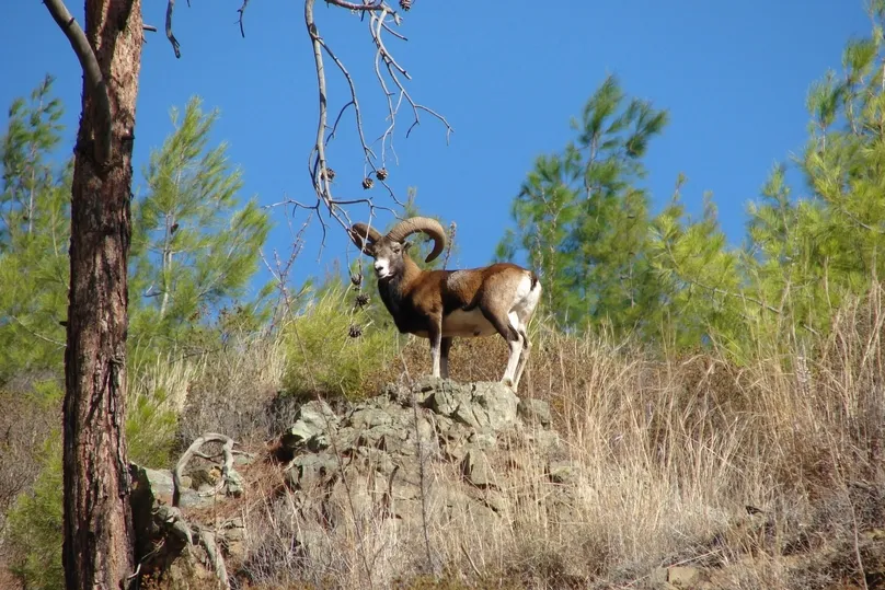 Ein Mufflon auf Paphos, Zypern.