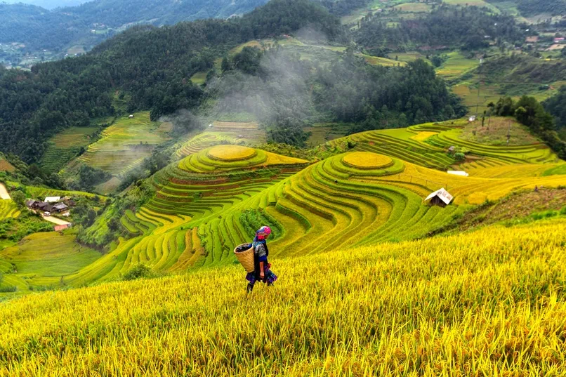 Aussicht auf Reisfelder in Sa Pa, Vietnam.