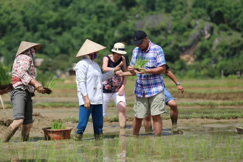 Reisende lernen Reispflanzen mit Locals, Vietnam.