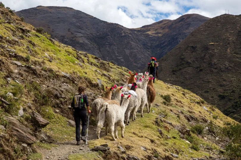 Wandern in Peru, das sind auc llamas dabei.