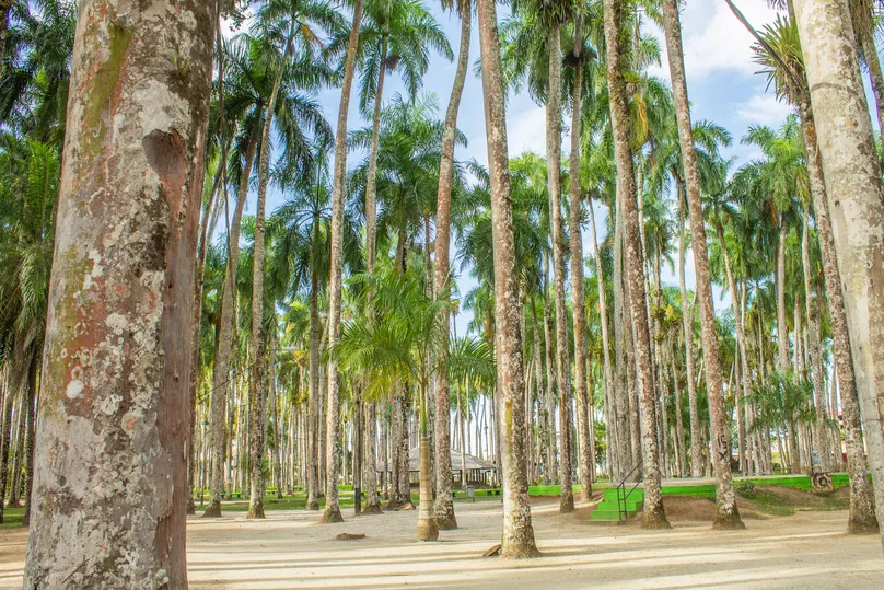 Palmenbaum, Suriname.