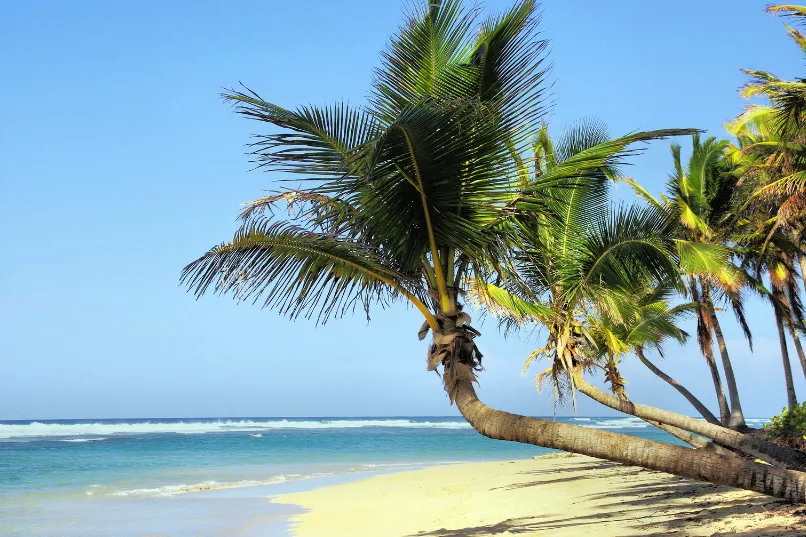 Strand mit Palmtree, Kuba.
