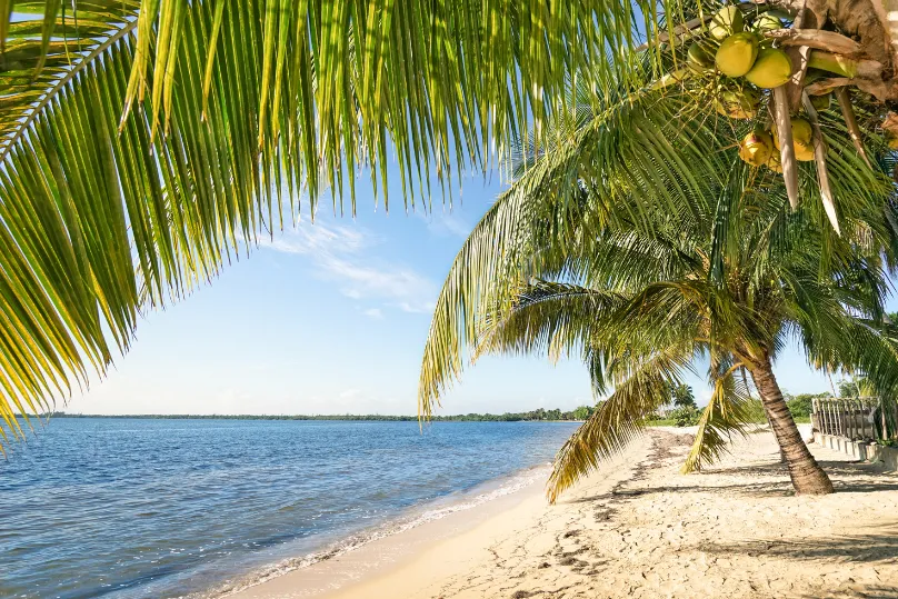 Strand mit Palmtree, Kuba.