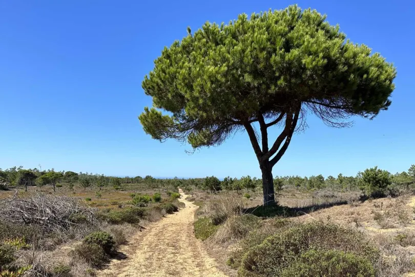 wanderroute mit ein grossen baum.
