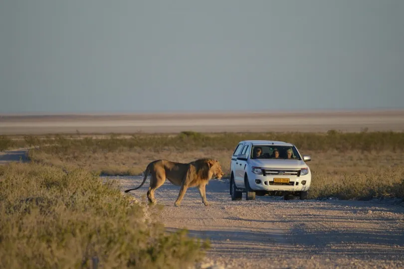 Etosha Safari, Löwe läuft vor ein Auto.