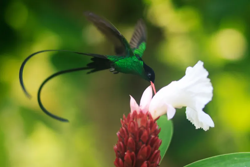 Grünen Kolibri mit langen Schwanzfedern, der aus einer weißen Blüte Nahrung aufnimmt.