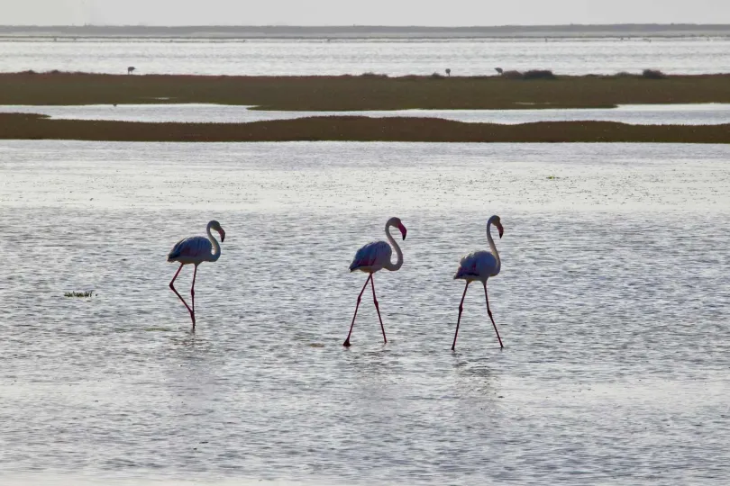 Drei Flamingos in Walvis Bay, namibia.