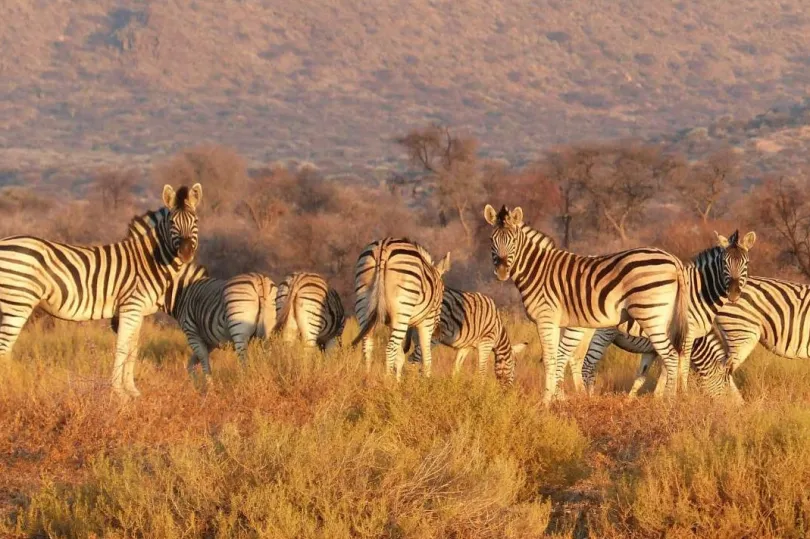 Herde von Zebras.
