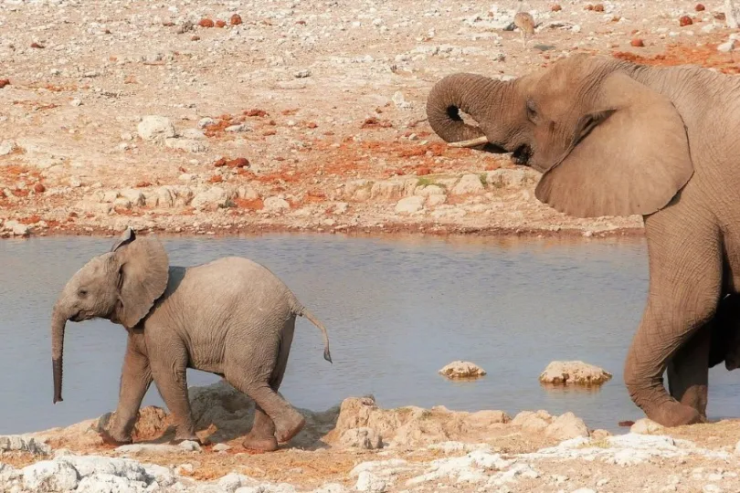 Baby Elefant mit Große Elefant.