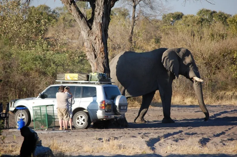Ein großer Elefant steht direkt neben einem Auto und ein Person macht ein Bild davon.