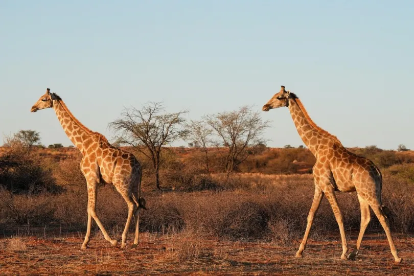 zwei giraffen in Kalahari.