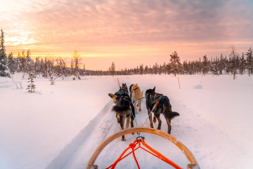 Husky schlitten das durch eine verschneite Landschaft bei Sonnenuntergang fährt.