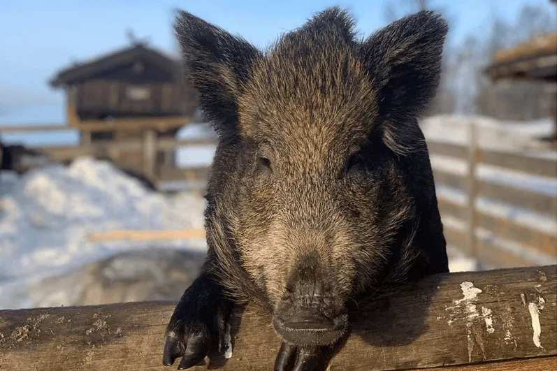 Wildschwein as sich über einen hölzernen Zaun lehnt.
