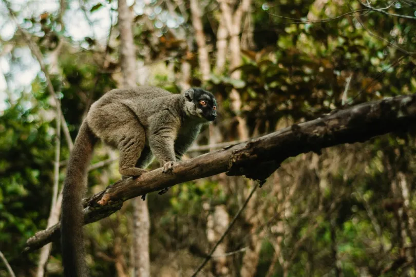  einen Lemur, der auf einem Baumast in einem bewaldeten Gebiet steht.