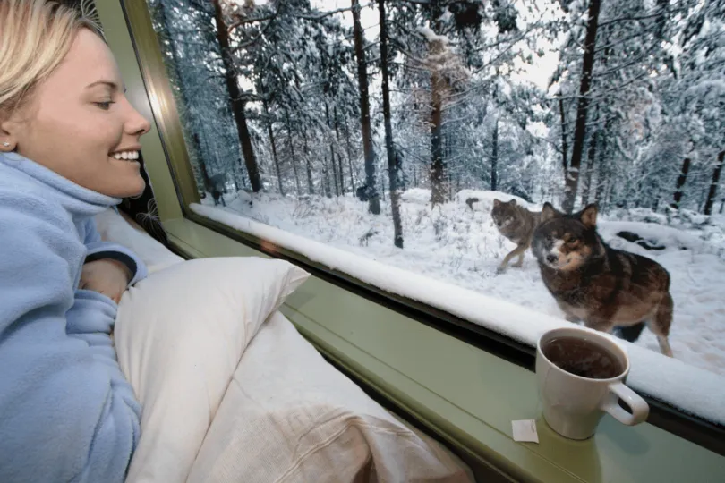 Ein Person schaut aus dem Fenster ein Wolf an.