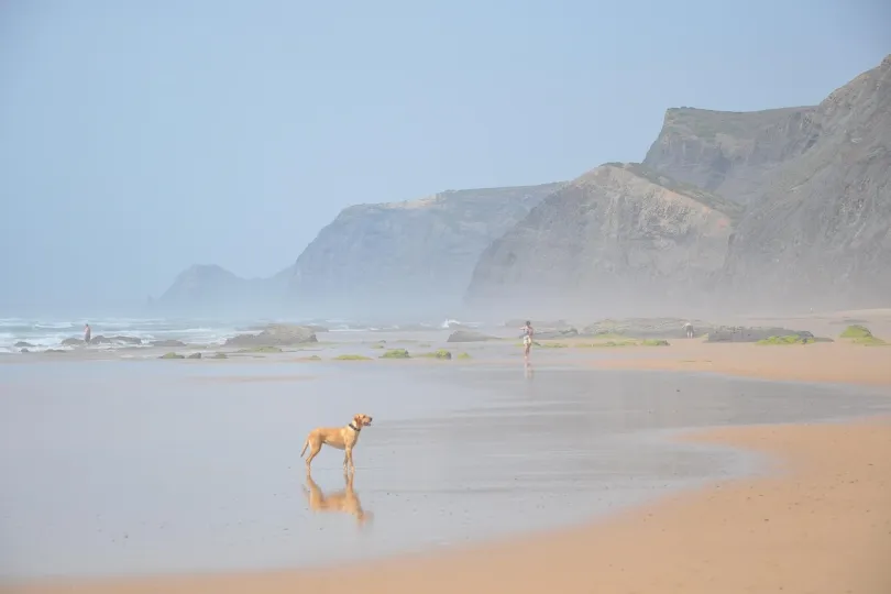 ruhige Strandszene mit einem Hund, der auf dem nassen Sand nahe der Wasserlinie steht.