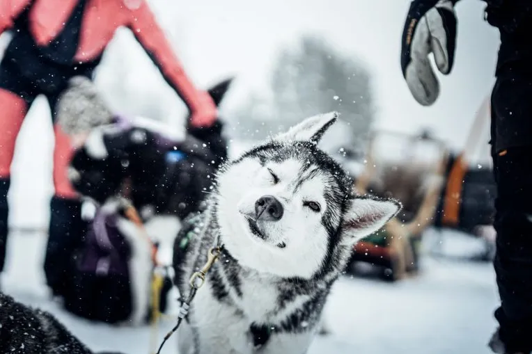 Husky im Schnee.