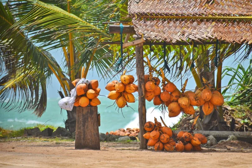Orange Coconuts am strand.