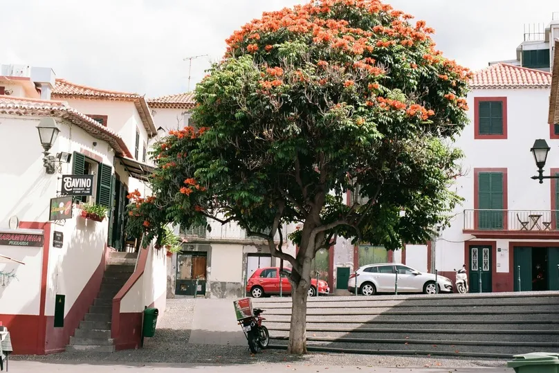 Die Altstadt von Funchal auf Madeira mit einem mächtigen Baum im Zentrum des Bildes, umgeben von Häusern und parkenden Autos.