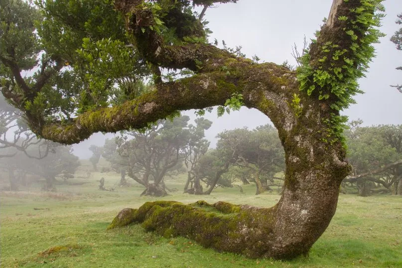 Ein uralter Baum aus dem UNESCO-geschützten Lorbeerwald auf Madeira – verwunschen, moosbedeckt und umhüllt von geheimnisvollem Nebel.