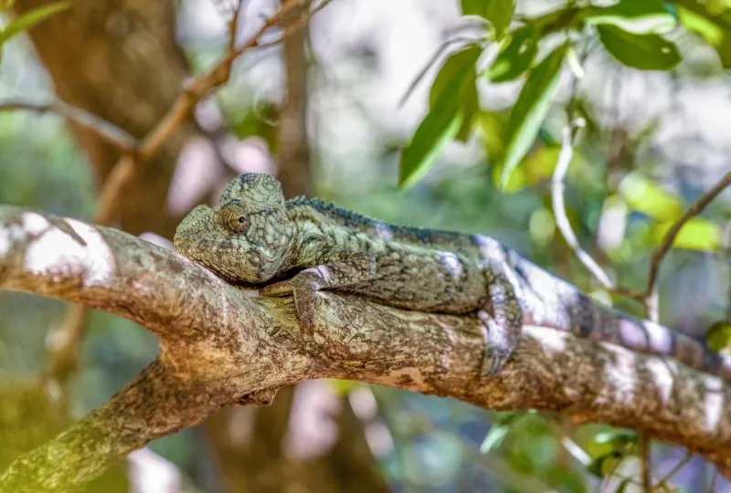 Amber Mountain Nationalpark - Madagaskar Natur.