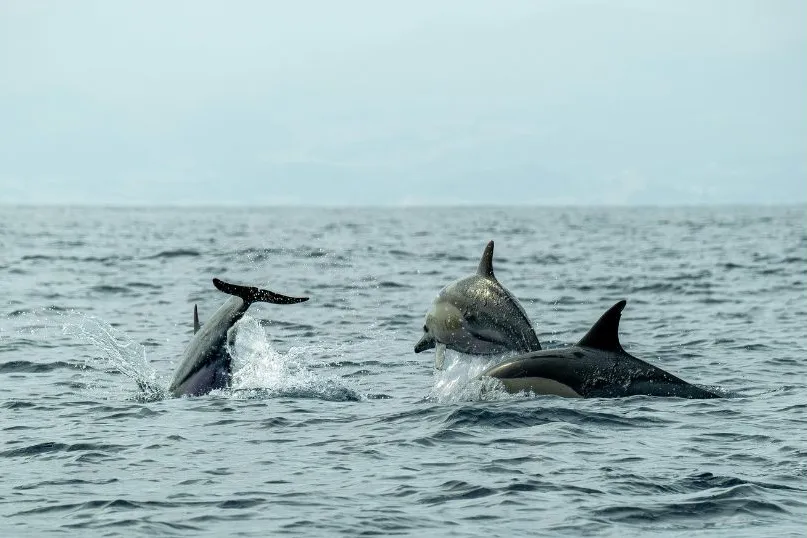 Ein paar Delfine, die beim Schwimmen aus dem Meer auftauchen.