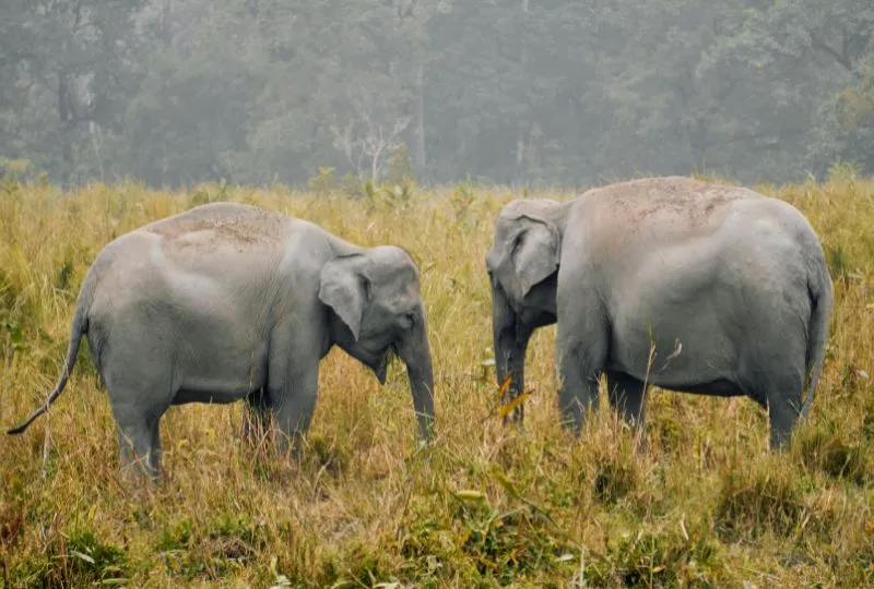 Elefanten in Assam Indien.