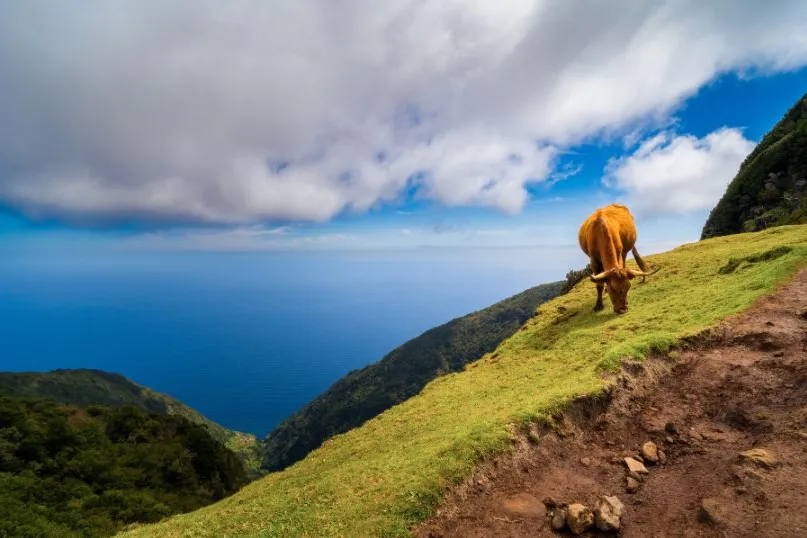 Eine Kuh weidet auf einem Berg und blickt von oben auf das weite Meer – ein friedlicher Moment in Madeiras Berglandschaft.