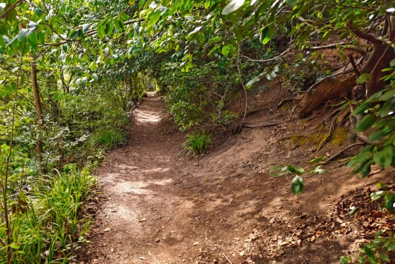 Ein naturbelassener Pfad durch den Wald, umgeben von vielen grünen Bäumen.