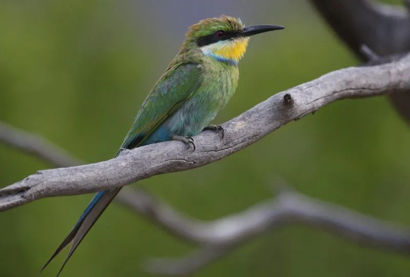 Südafrika Safari: Marakele Nationalpark.