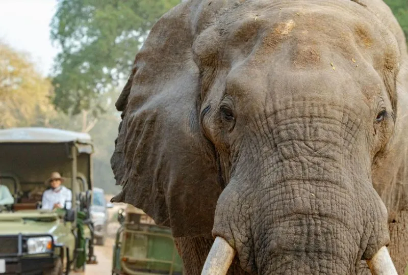 Südafrika Safari: Manyeleti