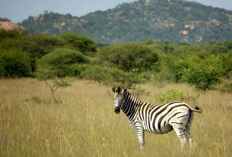 Südafrika Safari: Tag 3-4 Polokwane.