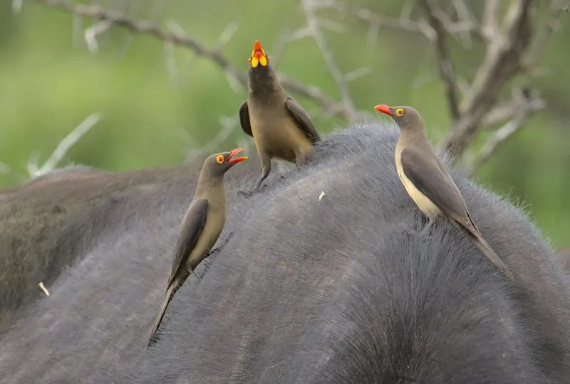 Marloth Park südlich des Krüger Nationalparks, Südafrika.