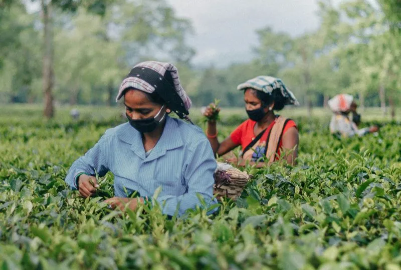 Teeplantage in Assam Indien.