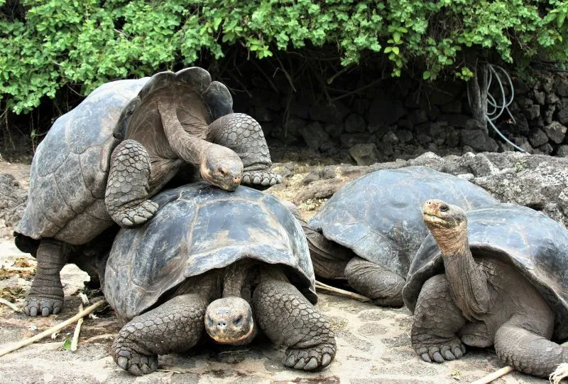 Galapagos Schildkröten.