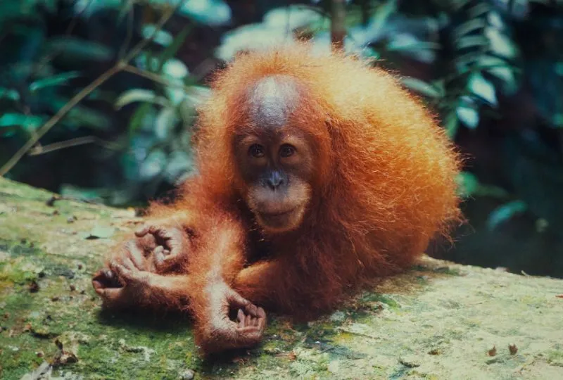 Orang Utans im Gunung Leuser Nationalpark.