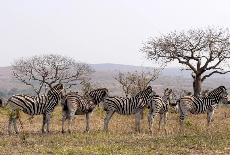 Satara Region in Südafrika.