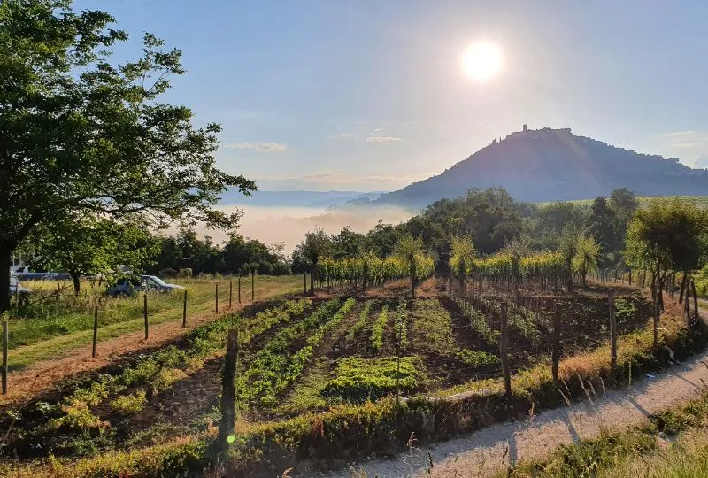 Trüffelsuche in Istrien.