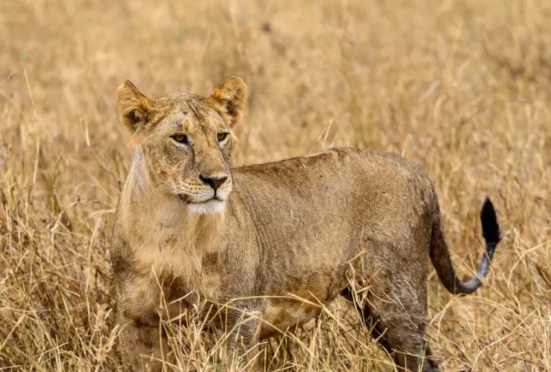 Löwin in der Sawanne