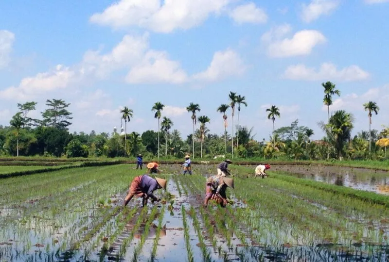 Männer am arbeiten auf Reisfeldern in Lombok.