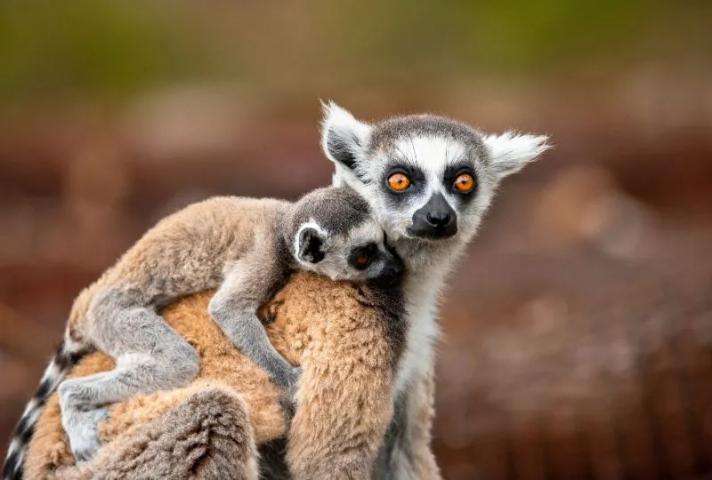 Lemuren-Mutter mit Ihrem Baby in Madagaskar.