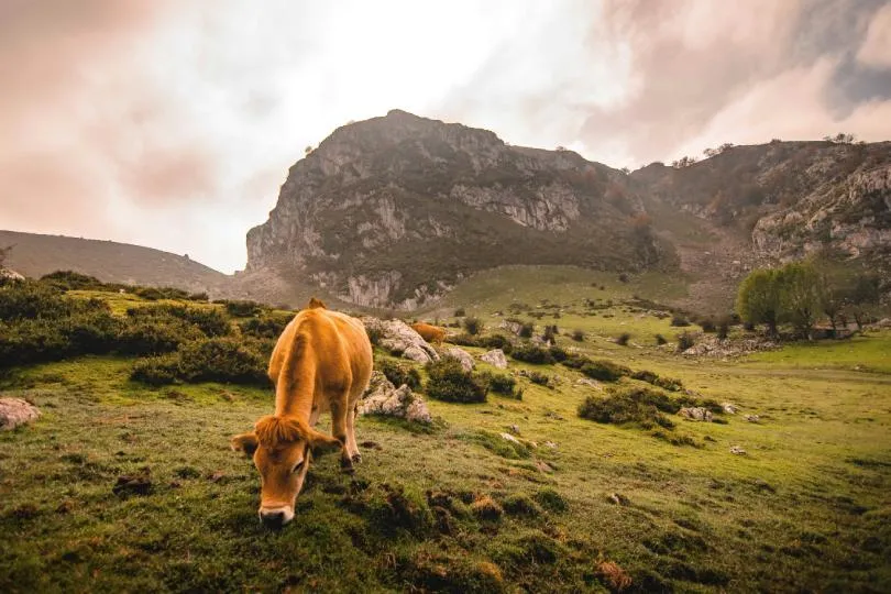 Braune Kuh weidet auf einer grünen Bergwiese vor einer felsigen Berglandschaft in Asturien.